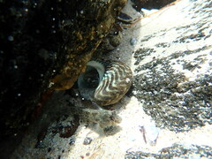 Blenniiformes