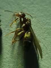 Nylanderia