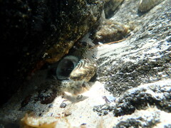 Blenniiformes
