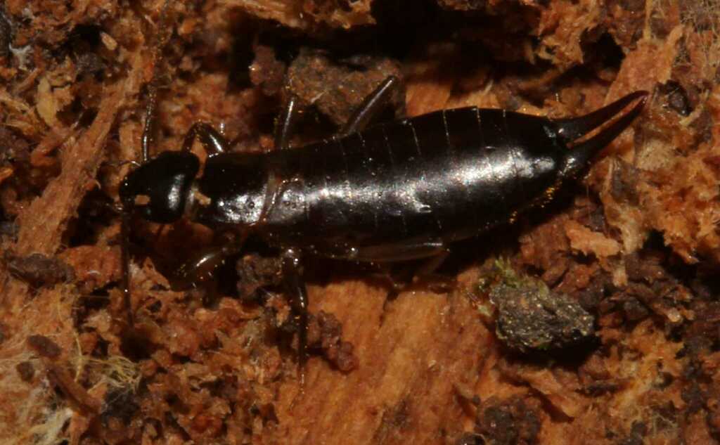 Metresura pygmaea