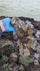 Sebastes rastrelliger