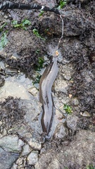 Cebidichthys violaceus