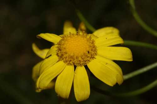 Narrow-leaved ragwort (Senecio inaequidens)