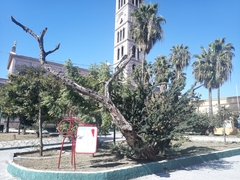 Pithecellobium dulce