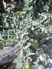 Pithecellobium dulce