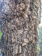 Pithecellobium dulce