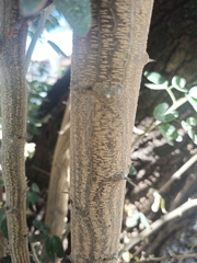 Pithecellobium dulce