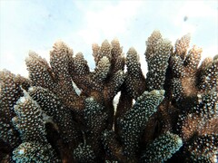 Acropora robusta