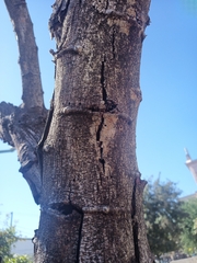 Pithecellobium dulce