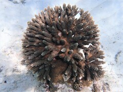Acropora robusta