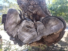 Pithecellobium dulce