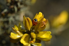 Ulex eriocladus