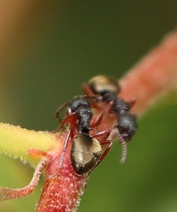 Dolichoderus scabridus