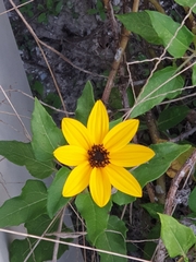 Helianthus debilis