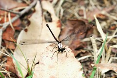 Austroargiolestes chrysoides