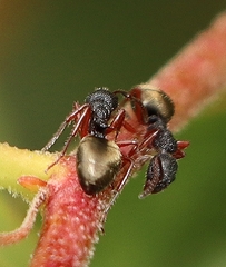 Dolichoderus scabridus
