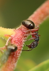 Dolichoderus scabridus