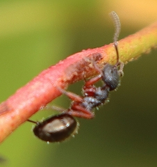Dolichoderus scabridus