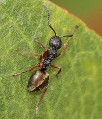 Dolichoderus scabridus