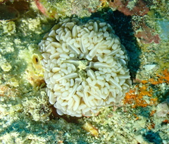Euphyllia cristata