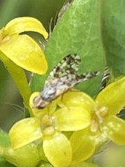 Austrotephritis poenia