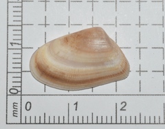 Donax variabilis