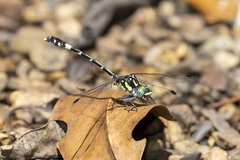Austroepigomphus praeruptus