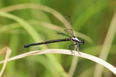 Austroargiolestes chrysoides