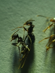 Nylanderia