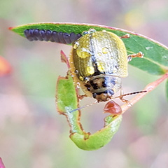Paropsisterna agricola