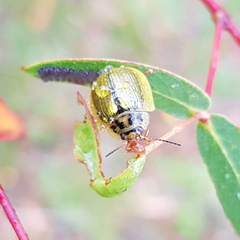 Paropsisterna agricola