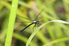 Austroargiolestes chrysoides