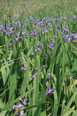 Iris virginica
