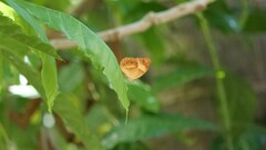 Cupha prosope