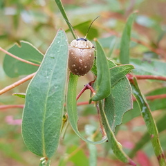 Paropsis lutea