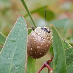 Paropsis lutea