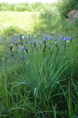 Iris setosa