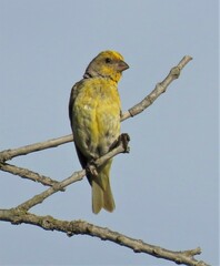 Serinus canicollis