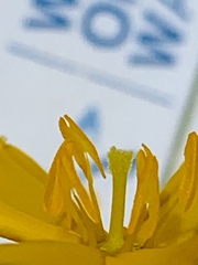 Hypoxis hygrometrica