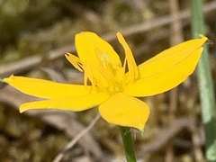 Hypoxis hygrometrica