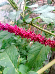 Phytolacca