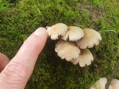 Candolleomyces