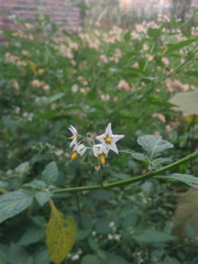 Solanum