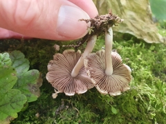 Candolleomyces