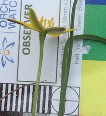 Hypoxis hygrometrica