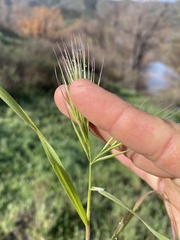 Bromus rubens