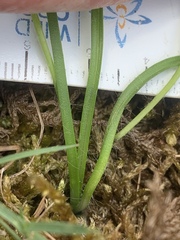 Hypoxis hygrometrica