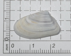 Donax variabilis