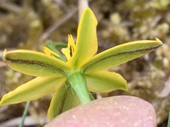 Hypoxis hygrometrica