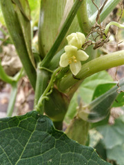 Sechium edule